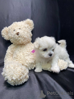 Photo №3. Maltese lap dog KSU. Ukraine