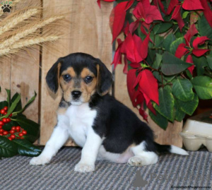 Photo №1. beagle - for sale in the city of San Lorenzo | 600$ | Announcement № 136103
