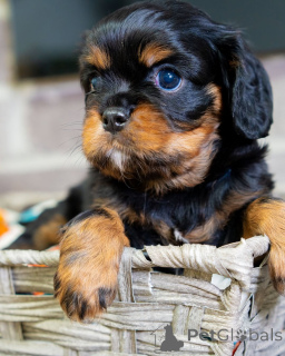 Photo №2 to announcement № 157217 for the sale of cavalier king charles spaniel - buy in Luxembourg private announcement