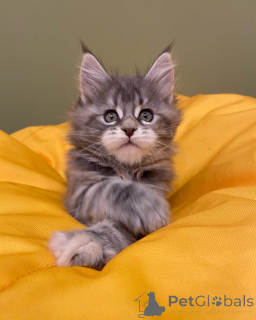 Photo №2 to announcement № 144962 for the sale of maine coon - buy in Germany breeder