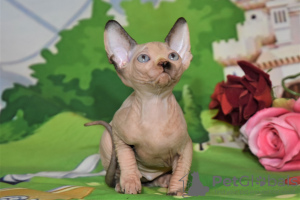 Additional photos: kittens canadian sphynx