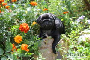 Photo №1. pug - for sale in the city of Kharkov | 600$ | Announcement № 7454