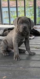 Photo №3. Preciosos cachorros Cane Corso en venta. Spain