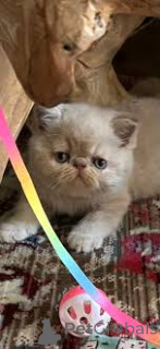 Photo №3. Exotic Shorthair kittens te koop. Belgium