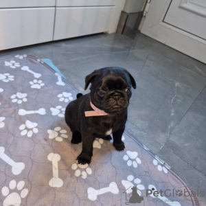 Photo №2 to announcement № 90371 for the sale of puggle - buy in Germany private announcement