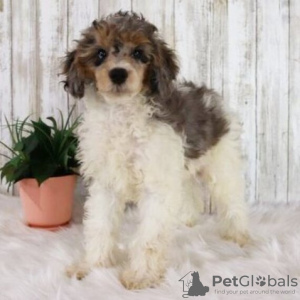 Photo №2 to announcement № 45713 for the sale of poodle (dwarf) - buy in Brazil private announcement