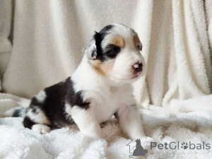 Photo №3. Playful male puppy for sale. Germany