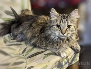 Photo №3. We are giving the cat Bambi into good hands.. Russian Federation