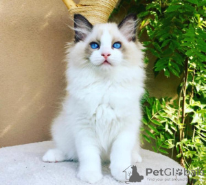Photo №1. ragdoll - for sale in the city of South Lake Tahoe | 220$ | Announcement № 76603