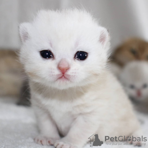 Photo №3. Scottish kittens. Kazakhstan
