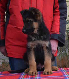 Additional photos: If you want to get a German Shepherd puppy, then you are at