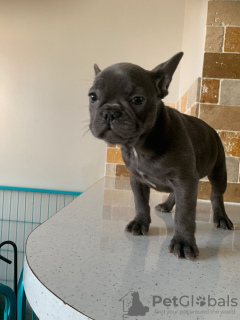 Photo №2 to announcement № 123863 for the sale of french bulldog - buy in Netherlands private announcement, breeder