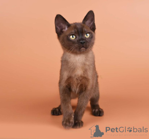 Photo №1. burmese cat - for sale in the city of Hagen | 361$ | Announcement № 173628