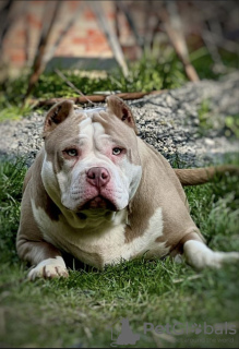 Photo №1. american bully - for sale in the city of Weinheim | negotiated | Announcement № 66043