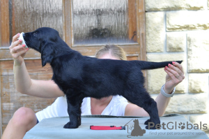 Photo №2 to announcement № 67691 for the sale of flat-coated retriever - buy in Finland private announcement, breeder