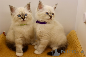 Photo №3. Birman Kitten Looking For Forever Home. Mexico