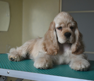 Photo №1. american cocker spaniel - for sale in the city of Minsk | negotiated | Announcement № 1096