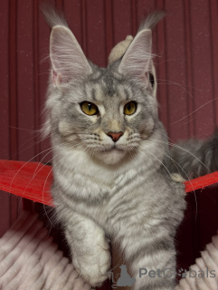 Photo №4. I will sell maine coon in the city of Damüls. private announcement - price - negotiated