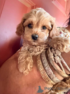 Photo №1. maltipu - for sale in the city of Berlin | 847$ | Announcement № 149823