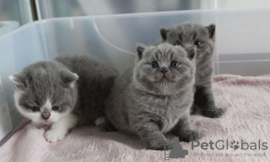 Photo №1. british shorthair - for sale in the city of Даллас | 250$ | Announcement № 96864