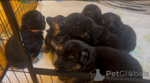 Photo №3. Beautiful Healthy German Shepherd Puppies.. Australia