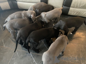 Photo №4. I will sell great dane in the city of Billund. private announcement, breeder - price - 1548$