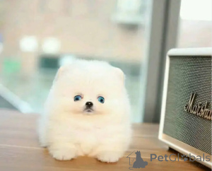 Photo №2 to announcement № 162798 for the sale of pomeranian - buy in Belgium private announcement