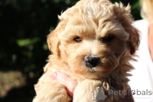 Photo №1. bolonka - for sale in the city of Daszewice | negotiated | Announcement № 146100