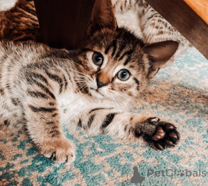 Photo №4. I will sell bengal cat in the city of Karlsruhe. breeder - price - 94$