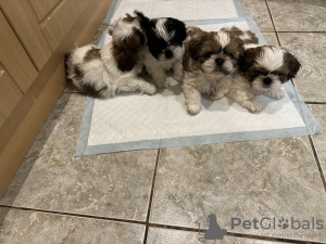 Photo №1. non-pedigree dogs - for sale in the city of Schöneiche | 317$ | Announcement № 90353