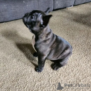 Photo №1. french bulldog - for sale in the city of Chemnitz | 280$ | Announcement № 119335