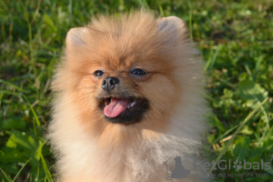 Photo №4. I will sell pomeranian in the city of St. Petersburg. breeder - price - 586$