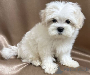 Photo №3. Perfect puppy for your home. Germany