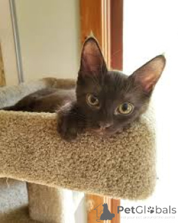 Photo №3. Havanabraune Kätzchen zu verkaufen. Finland