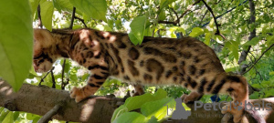 Photo №2 to announcement № 10504 for the sale of bengal cat - buy in Ukraine private announcement