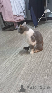 Photo №1. british shorthair - for sale in the city of Brussels | 413$ | Announcement № 168168
