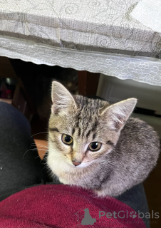 Photo №3. This is Salinka! Wonderful gentle girl!. Russian Federation