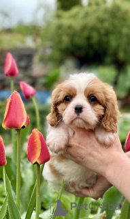 Photo №2 to announcement № 168618 for the sale of cavalier king charles spaniel - buy in Belarus from nursery