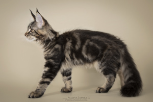 Photo №2 to announcement № 5948 for the sale of maine coon - buy in Russian Federation from nursery