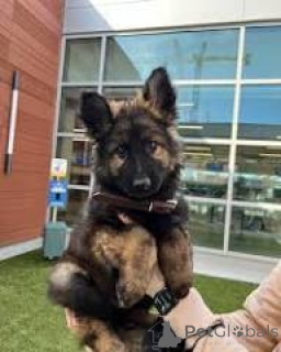 Photo №3. Duitse Herder-puppy's te koop. Belgium