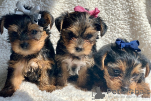 Photo №1. yorkshire terrier - for sale in the city of Moscow | 380$ | Announcement № 11318