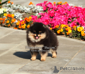 Photo №4. I will sell pomeranian in the city of Москва. from nursery, breeder - price - Is free