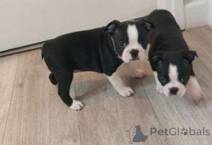 Photo №1. boston terrier - for sale in the city of Aroza | negotiated | Announcement № 158353