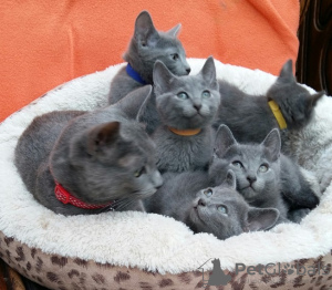 Photo №1. russian blue - for sale in the city of Helsinki | 250$ | Announcement № 111232