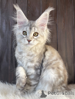 Photo №3. Maine Coon kittens. United States