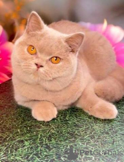 Photo №1. british shorthair - for sale in the city of Eastbourne | negotiated | Announcement № 173808
