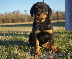 Photo №4. I will sell rottweiler in the city of New York. private announcement - price - Is free