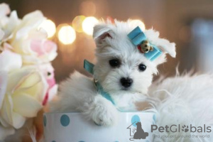 Photo №1. maltese dog - for sale in the city of Timmendorfer Strand | Is free | Announcement № 19713