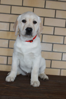 Photo №4. I will sell labrador retriever in the city of Izhevsk. from nursery, breeder - price - Negotiated