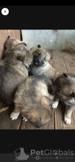 Photo №3. Wolfdog puppies for sale. Russian Federation